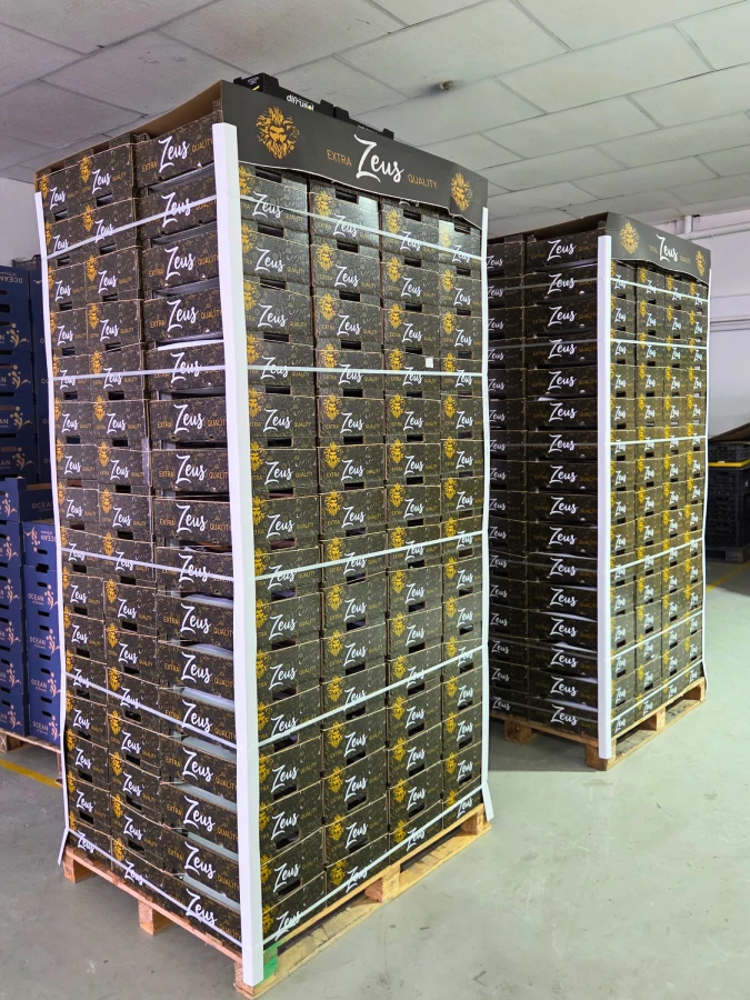zeuss_1_1x