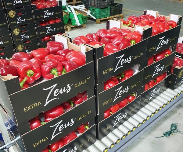 Empresa de hortalizas de Almería - Zeus import export