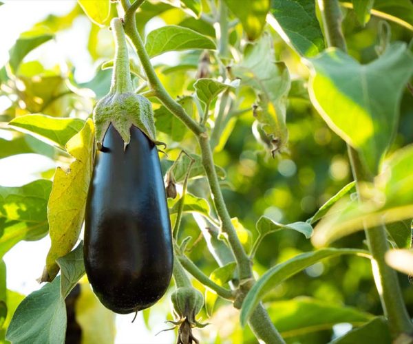 dan-cristian-padure-8cqlBGw84oU-unsplash